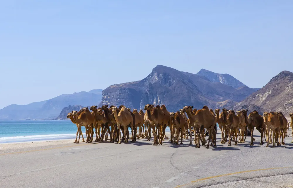 Salalah Things to Do